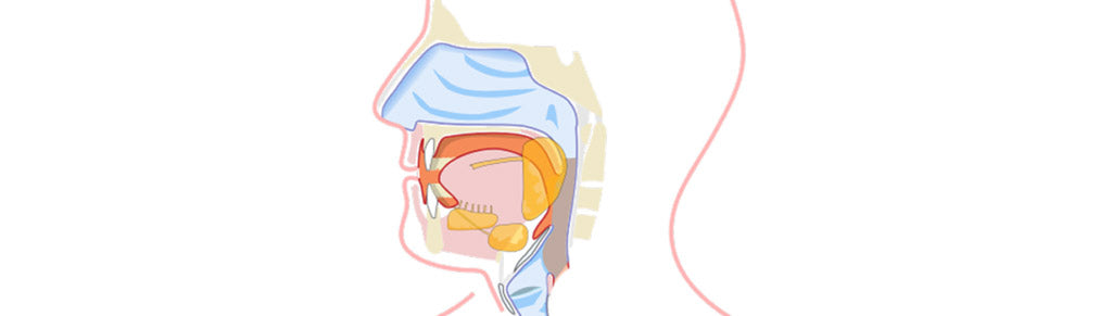 Learning at Home with Curiscope - The Digestive System